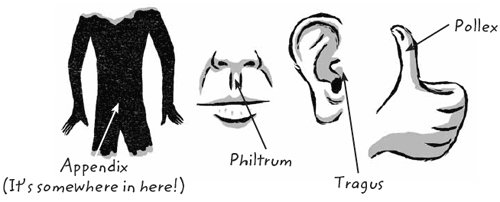 From left to right, Illustrations of: A body with an arrow pointing to the belly, labeled "Appendix (It's somewhere in here!)" A face with an arrow pointing to between the nose and lips, labeled "Philtrum" An ear with an arrow pointing to the pointy part that sticks out over the ear canal, labeled "Tragus" A hand giving a thumbs up with an arrow pointing to the thumb, labeled "Pollex"